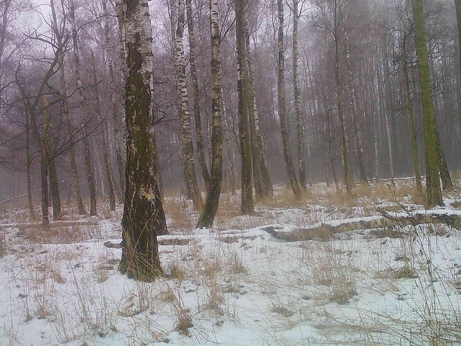 trailcam_image