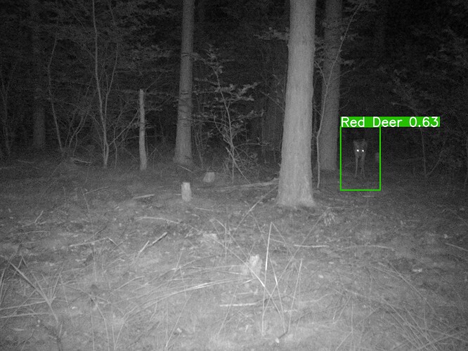 trailcam_image