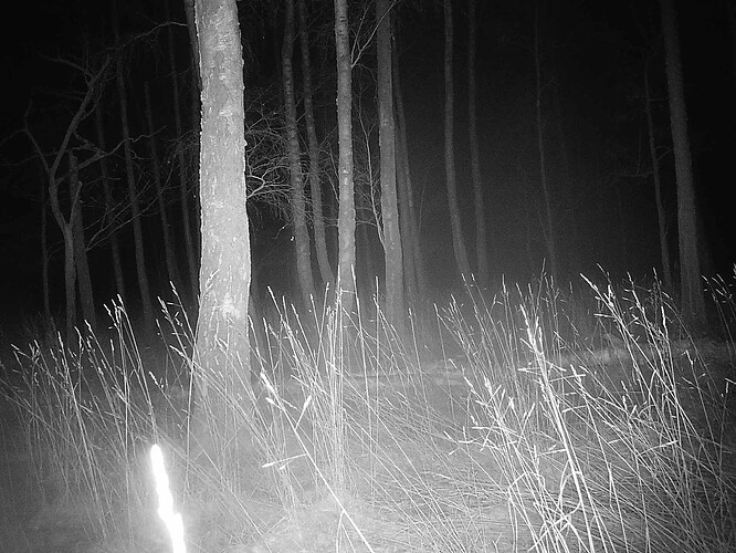 trailcam_image