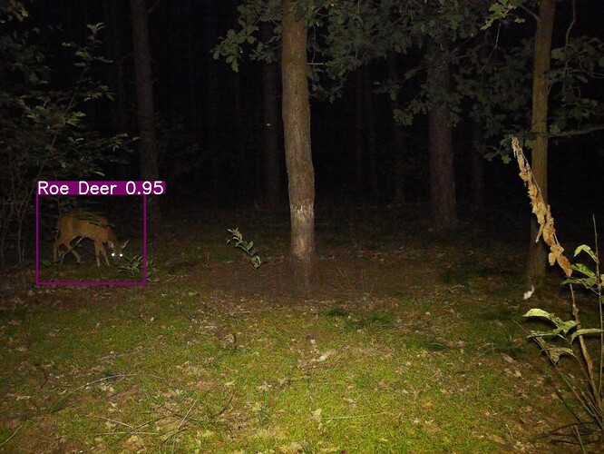 trailcam_image