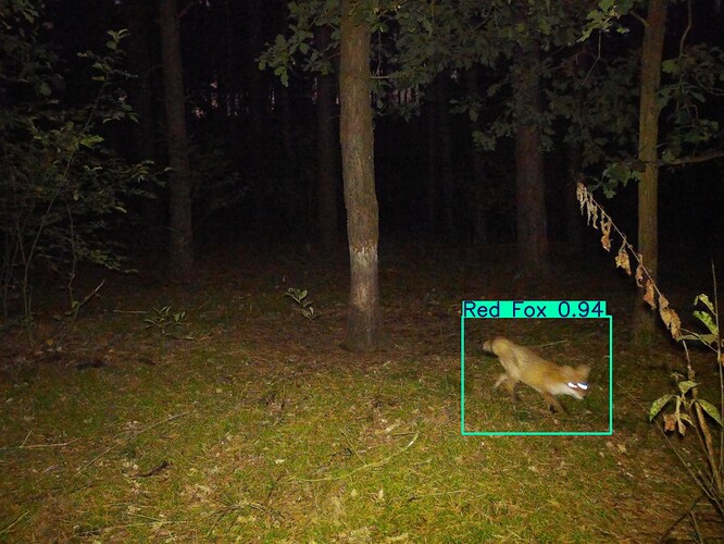 trailcam_image