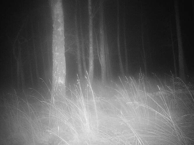 trailcam_image