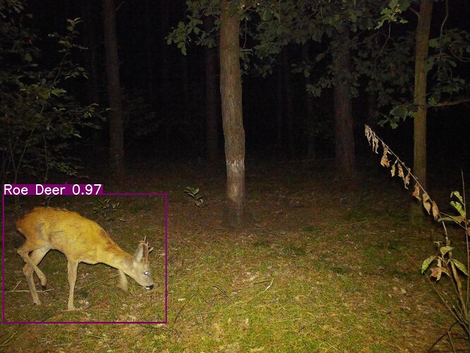 trailcam_image