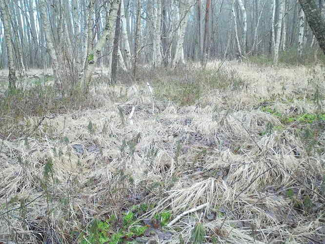 trailcam_image