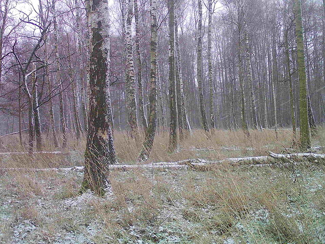 trailcam_image