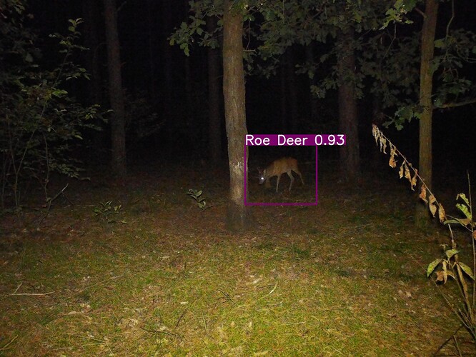 trailcam_image