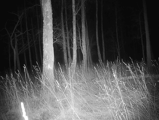 trailcam_image