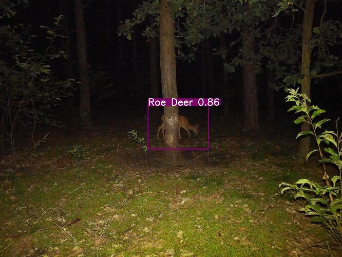 trailcam_image