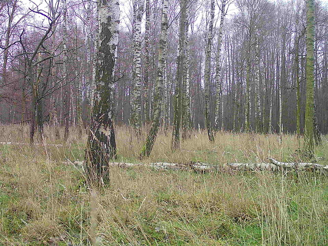 trailcam_image