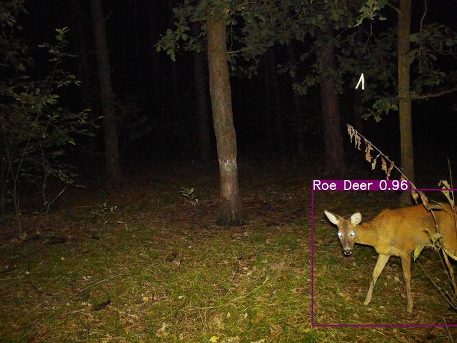 trailcam_image