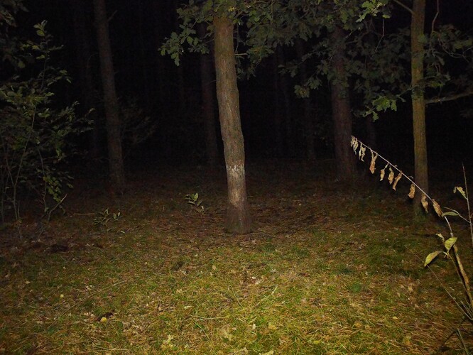 trailcam_image