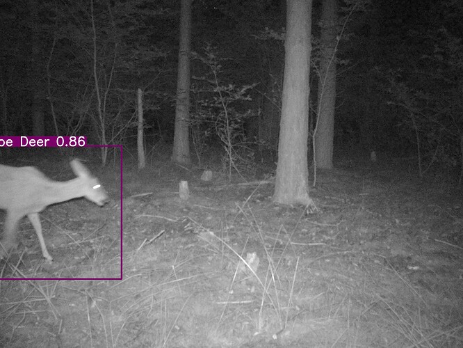trailcam_image