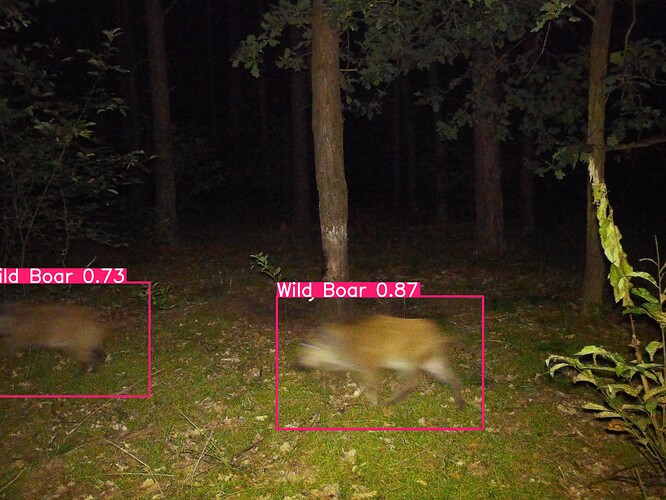trailcam_image