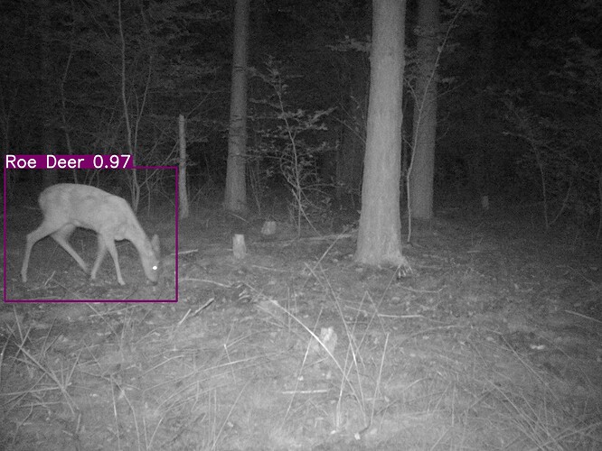 trailcam_image