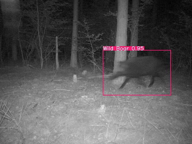 trailcam_image