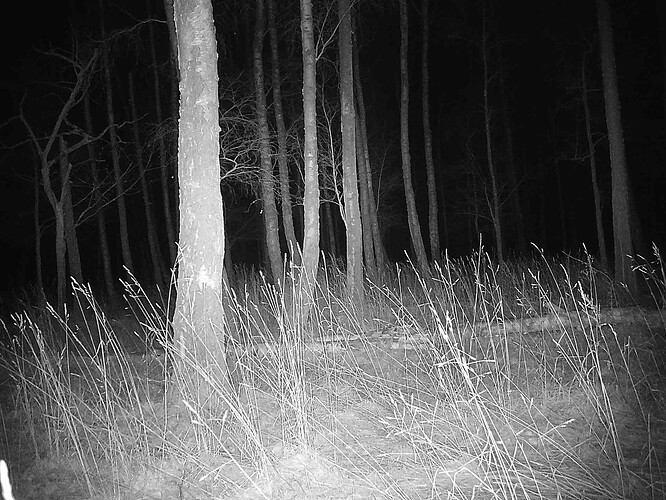 trailcam_image