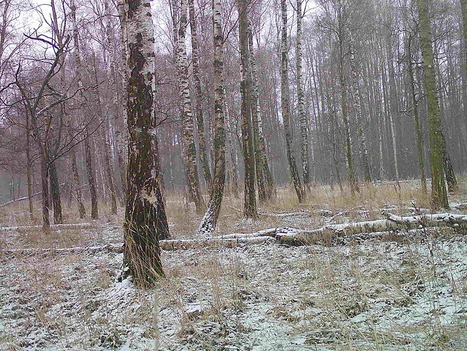 trailcam_image