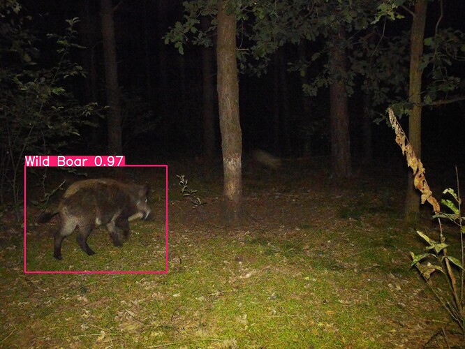 trailcam_image