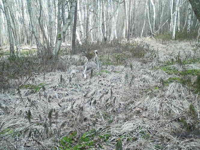 trailcam_image