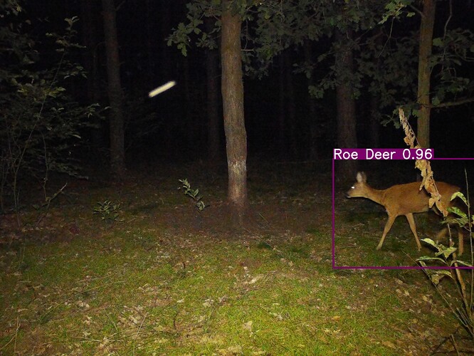 trailcam_image