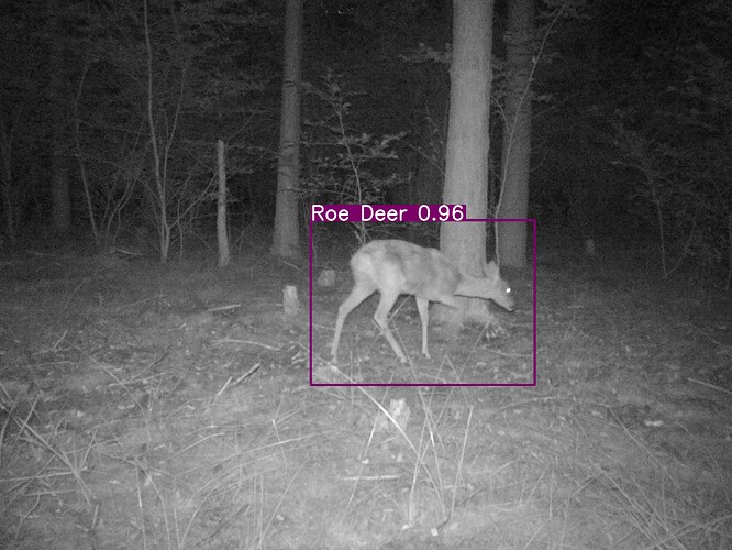 trailcam_image
