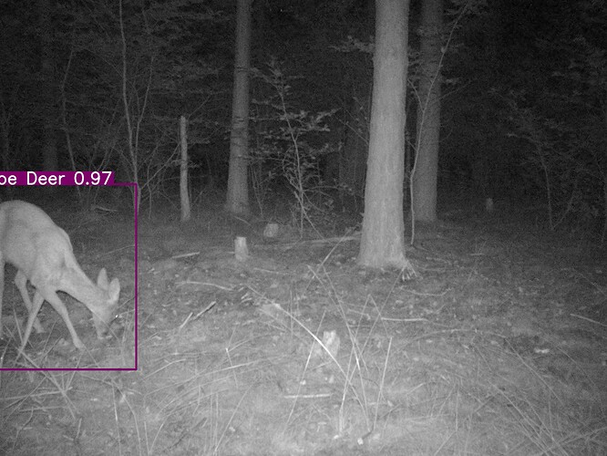 trailcam_image