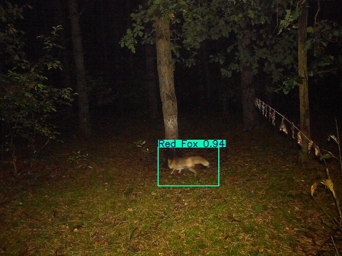 trailcam_image