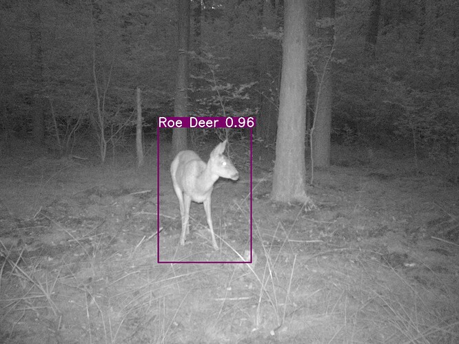 trailcam_image