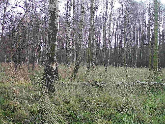 trailcam_image