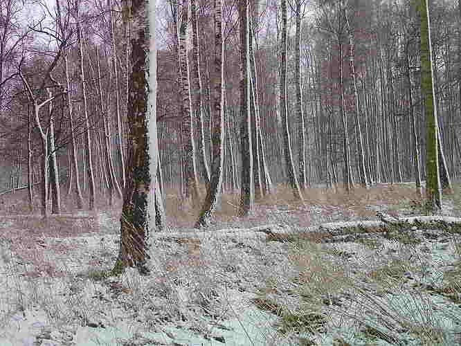 trailcam_image