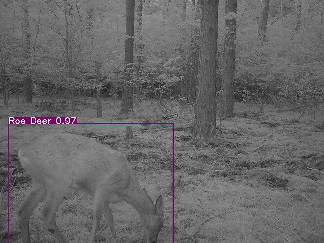 trailcam_image