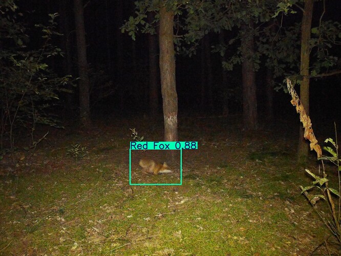 trailcam_image