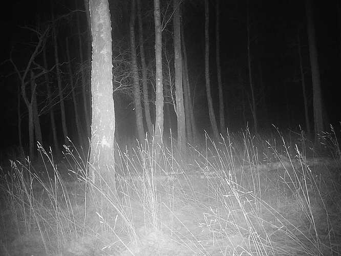 trailcam_image