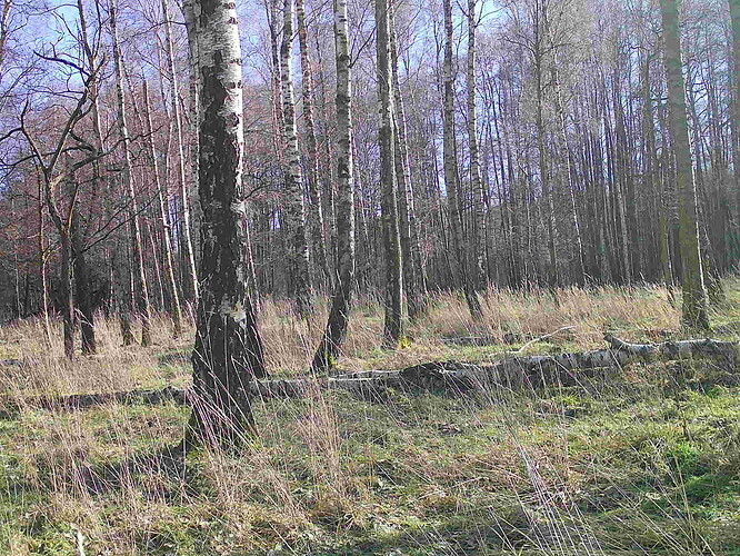 trailcam_image