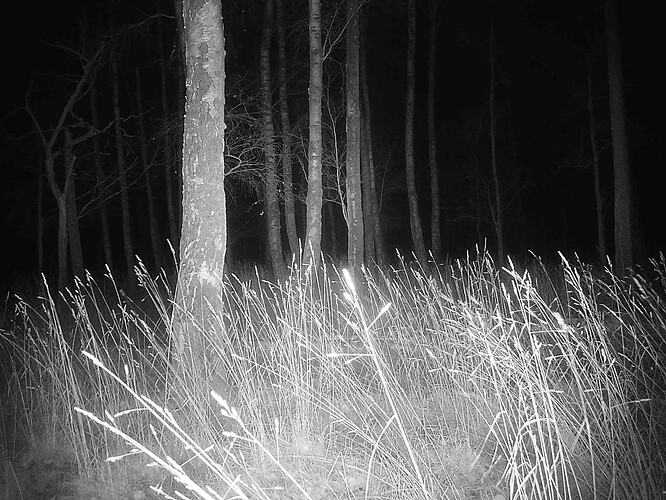 trailcam_image