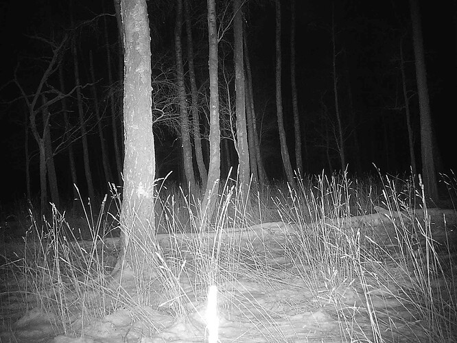 trailcam_image