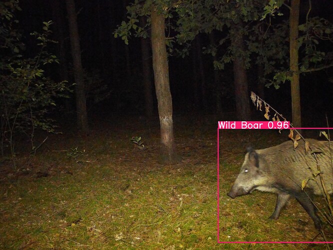 trailcam_image