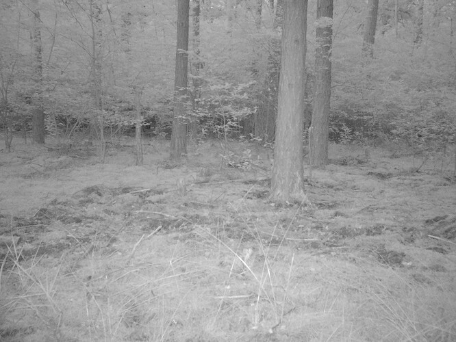 trailcam_image