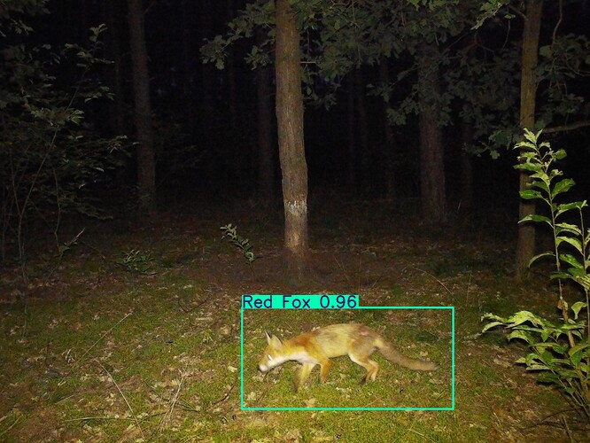 trailcam_image