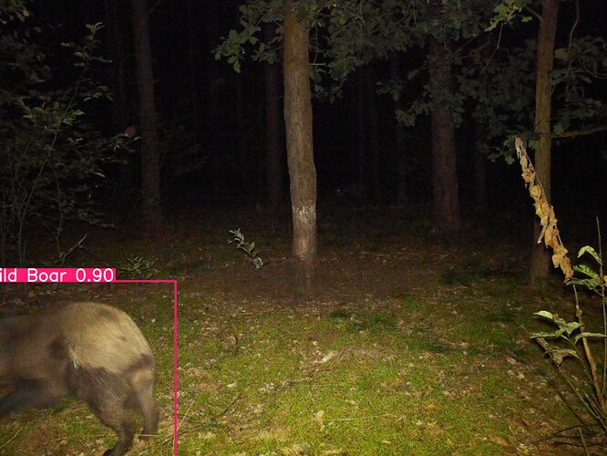 trailcam_image