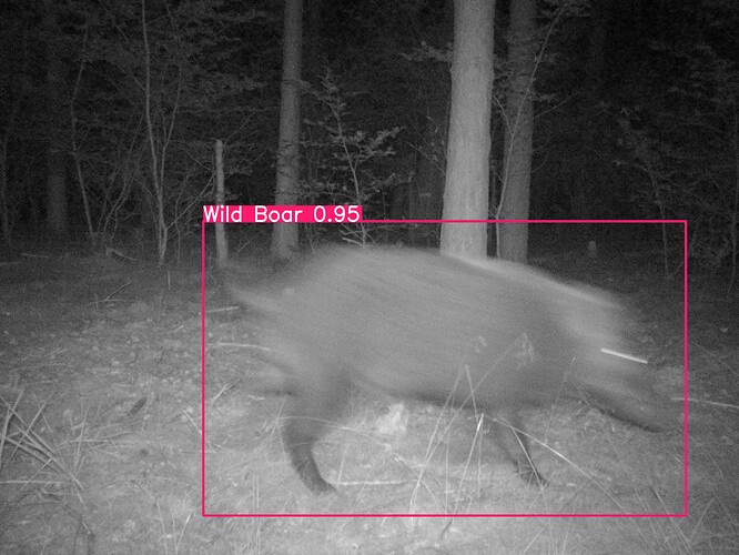 trailcam_image