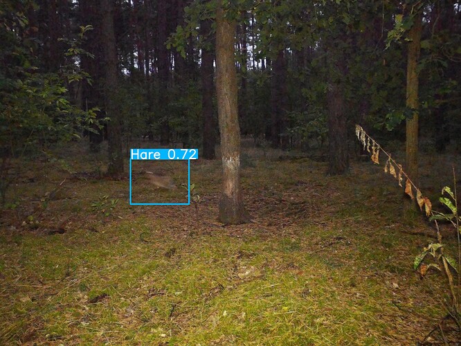 trailcam_image