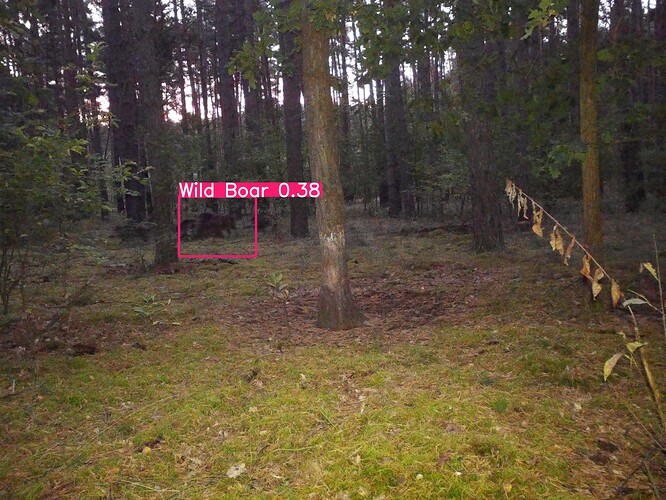 trailcam_image