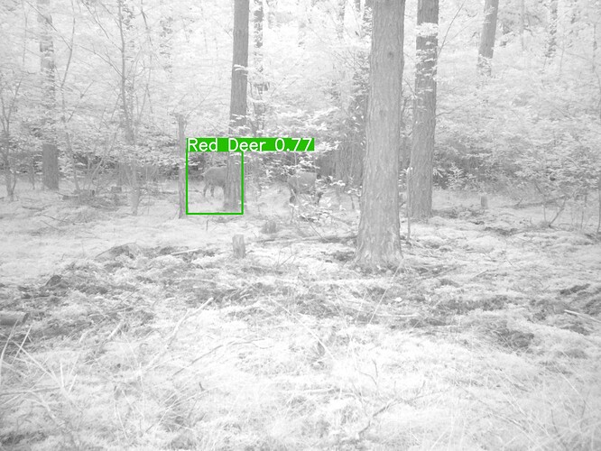 trailcam_image