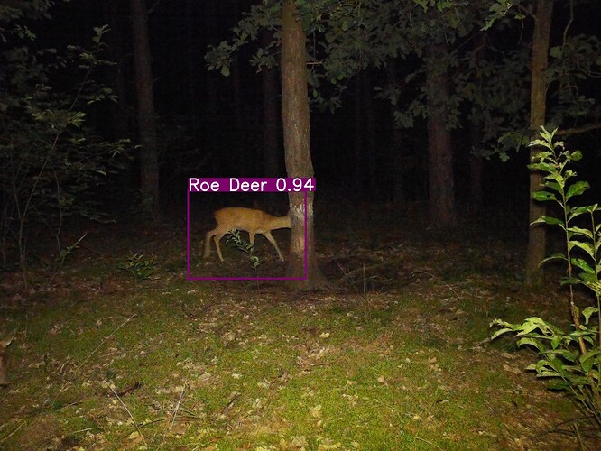 trailcam_image