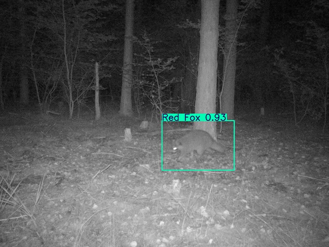 trailcam_image