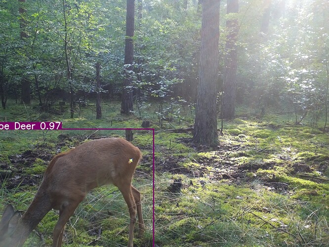 trailcam_image