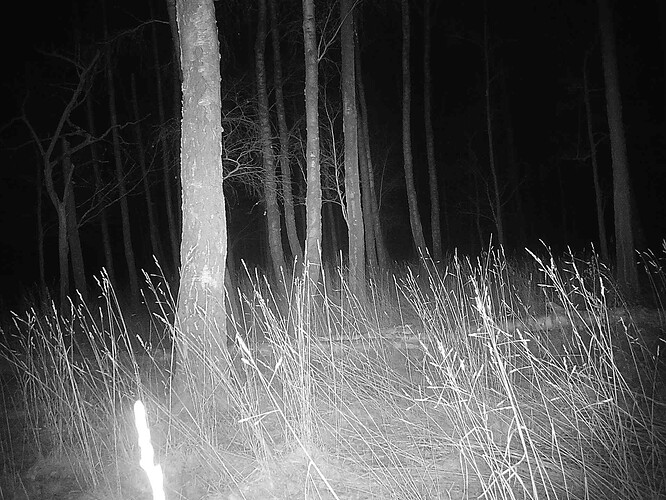 trailcam_image