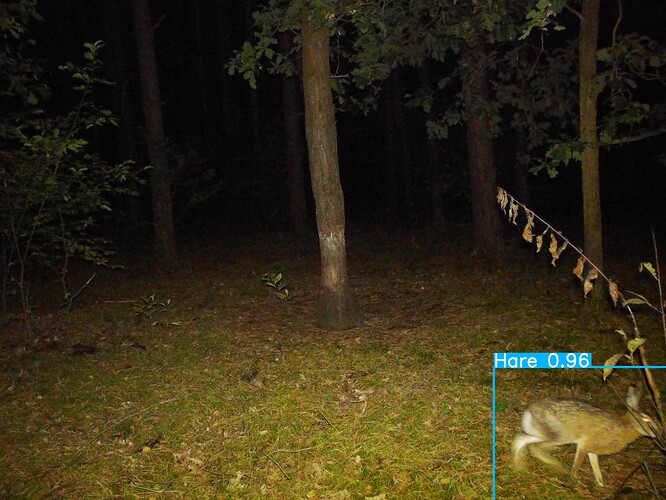 trailcam_image