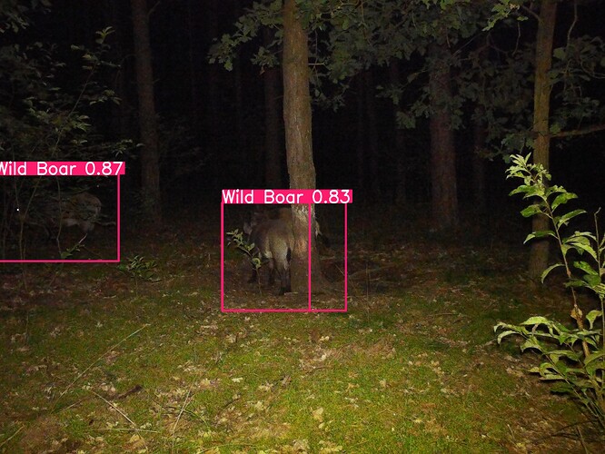 trailcam_image
